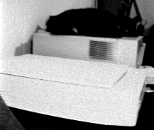 A very old photo of a cat sleeping on a printer